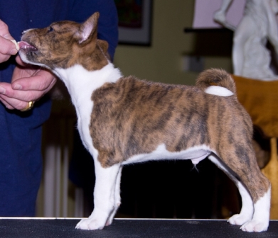 Baraka Thru The Woods (Woody)